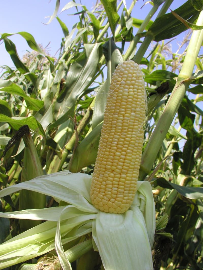 Kukuřice - Obrázek 2