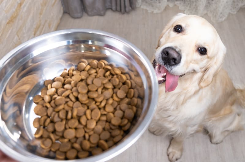 5 mýtů o psím stravování 1