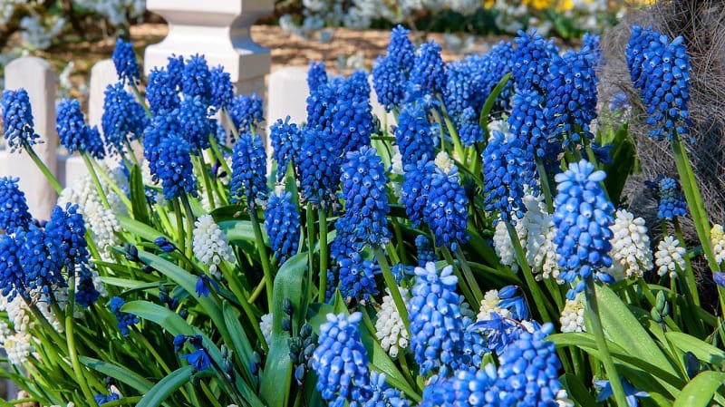 Existuje asi čtyřicet různých druhů modřenců. Jejich malé zvonkovité květy rostou tvoří malé hrozny, které jsou většinou modré, ale taky mohou být fialové, růžové, bílé, některé kultivary jsou dvoubarevné. 