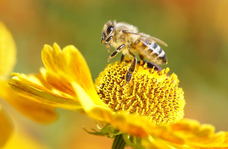 Medonosné rostliny pro včely i čmeláky v zahradě nemohou chybět 