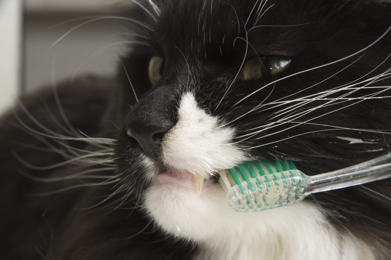 S čištěním zubů je nutné začít od útlého věku. Koťátka jsou ještě tvárná a zvyknou si na otvírání a kontrolování tlamičky i na pravidelné čištění zubů.