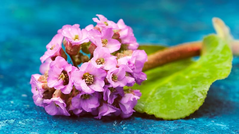 Květy i listy bergenií jsou vhodné k řezu. Květy ve váze vydrží svěží minimálně týden, listy je možné použít do nejrůznějších květinových dekorací.