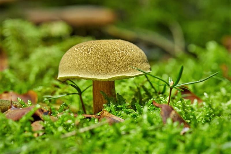 10 nejznámějších hub našich lesů: Hřib žlutomasý (Xerocomus chrysenteron), lidově babka je patrně nejrozšířenější houbou. Nejraději vyrůstá na vlhčích a mírně zarostlých místech. Nevýhodou je častá červivost, proto není vhodný na sušení.