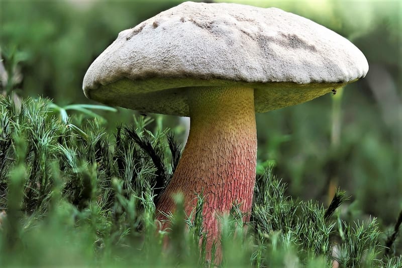 Hřib kříšť je na pohled velmi atraktivní houba, leč velice hořká. Roste od července do října v jehličnatých nebo smíšených lesích, nejčastěji ho můžeme najít pod smrky v horských a podhorských oblastech,.