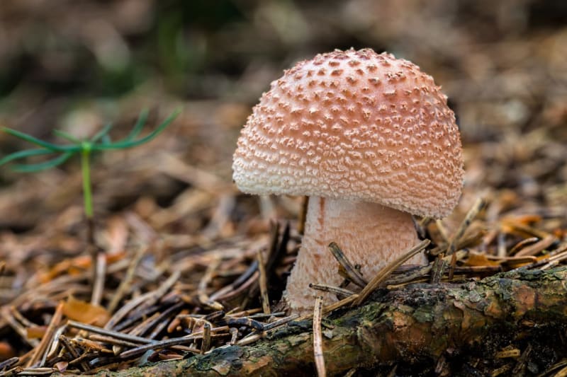 10 nejznámějších hub našich lesů aneb co Čech, to houbař 14