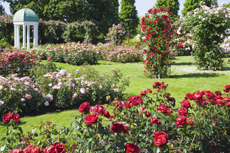 Nejkrásnější růžové zahrady 7