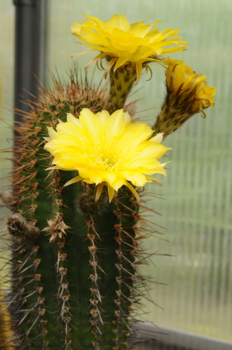 Nenáročné kaktusy  - Obrázek 12 - Trichocereus
