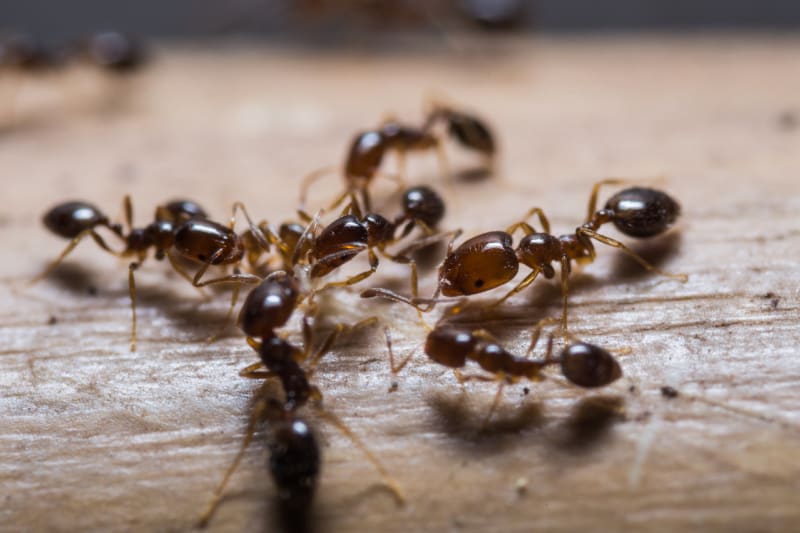 Mravenci v domě - Obrázek 3