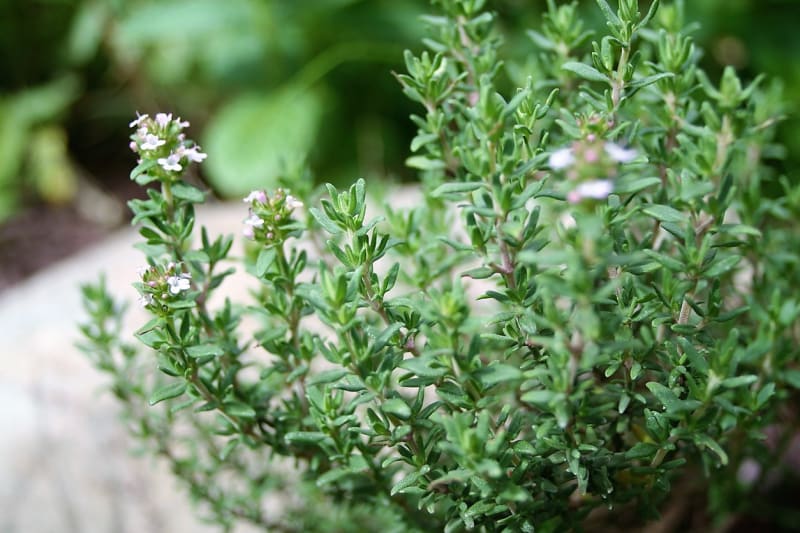 Tymián obecný(Thymus vulgaris) je silně aromatická bylinka s ostřejší nasládlou chutí i vůní připomínající hřebíček