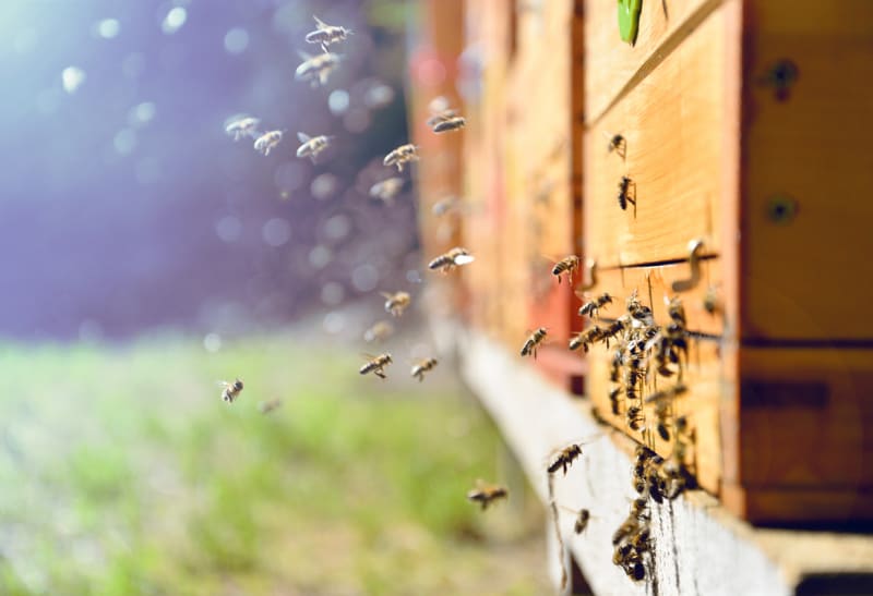 Včely medonosné žijí v úlech