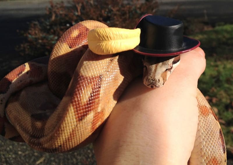 Hadi v kloboučku - Obrázek 30