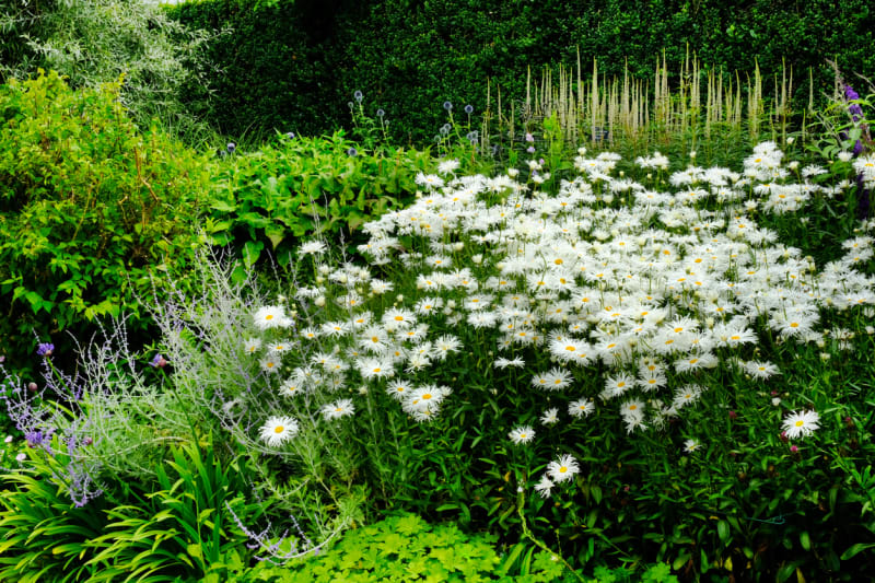 Kopretina velkokvětá, kopretina zahradní (Leucanthemum maximum, syn. Chrysanthemum maximum)) 5
