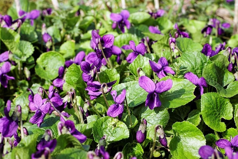 Fialka neboli violka vonná patří mezi první posly jara. Její krásné, nezaměnitelně vonící květy se většinou v přírodě objevují už v březnu. 