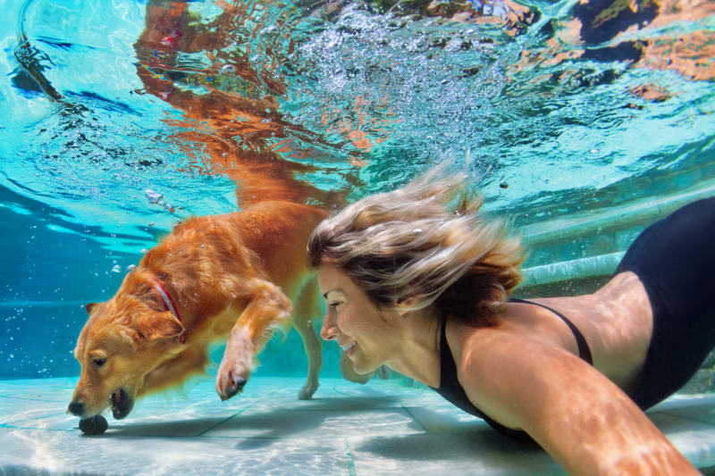 Psi se dokážou i potápět pro míček