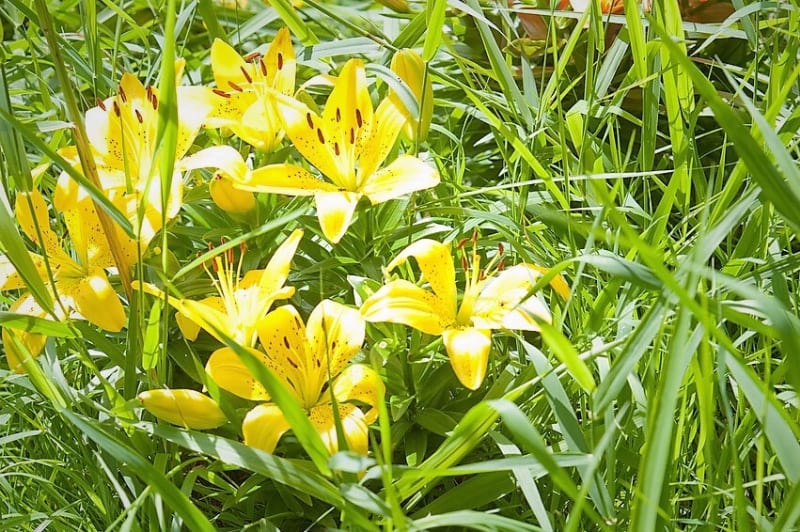 Šest nejkrásnějších letních cibulovin: Lilie kvetou od června do září. Asijské lilie téměř vůbec nevoní, zatímco orientální lilie šíří typickou, až omamnou liliovou vůni. Jsou ideálními květinami k řezu.
