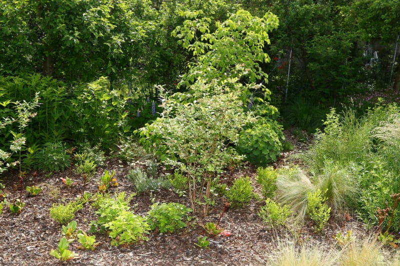 Moderní zahrada ctí ducha První republiky - Obrázek 6 - kanadská borůvka - Vaccinium corymbosum