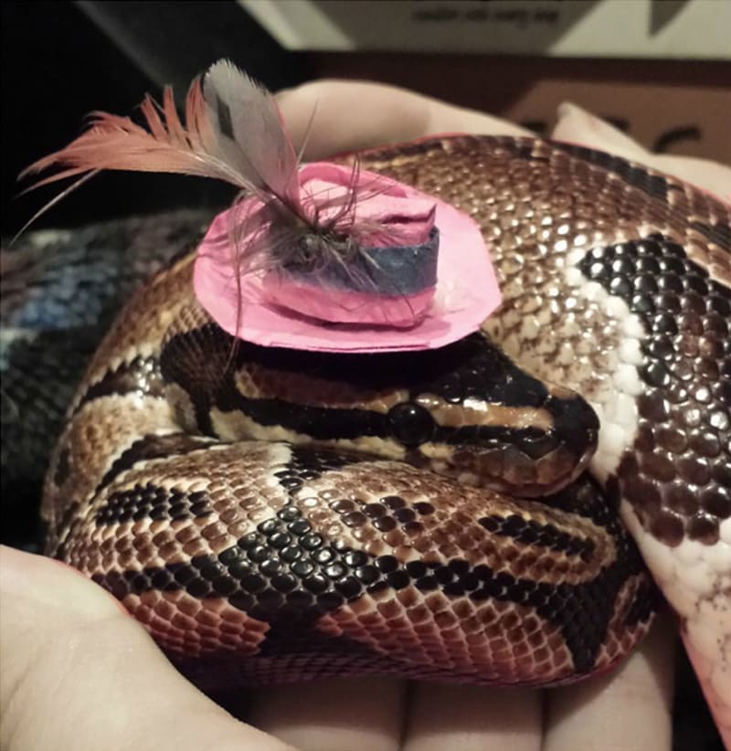 Hadi v kloboučku - Obrázek 26