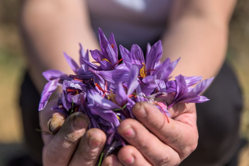 Šafrán setý (Crocus sativus L.) 5