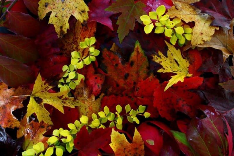 Podzimní krása - Obrázek 10