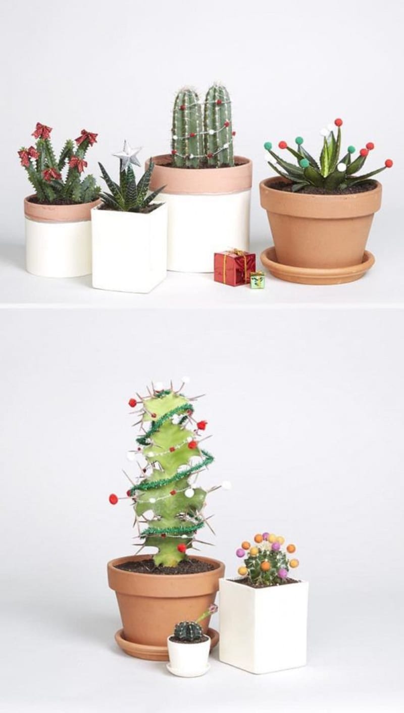 Vánoční mini kaktusy