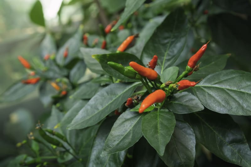 Jak pěstovat chilli papričky 5