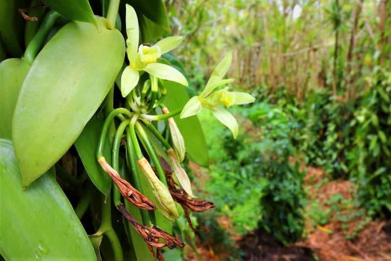 Pravá vanilka: Divoce rostoucí rostlina může dosáhnout výšky až 15 metrů, pěstovaná na plantážích se nechává růst do výšky asi dvou metrů. 
