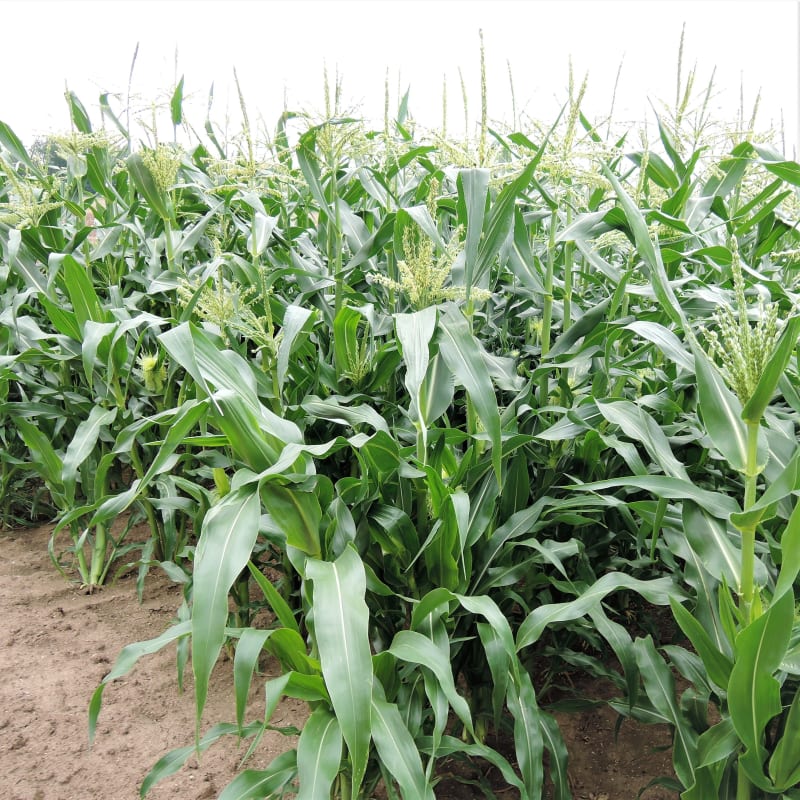 Kukuřice setá cukrová je teplomilná zelenina, která nejlépe prospívá na místě zalitém sluncem. Vyžaduje záhřevné, propustné písčitohlinité půdy s dostatkem vláhy. Studené, mokré půdy jsou pro kukuřici cukrovou naprosto nevhodné. 