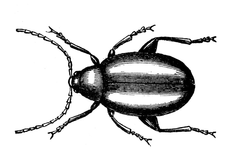 Dřepčík (Phyllotreta) 