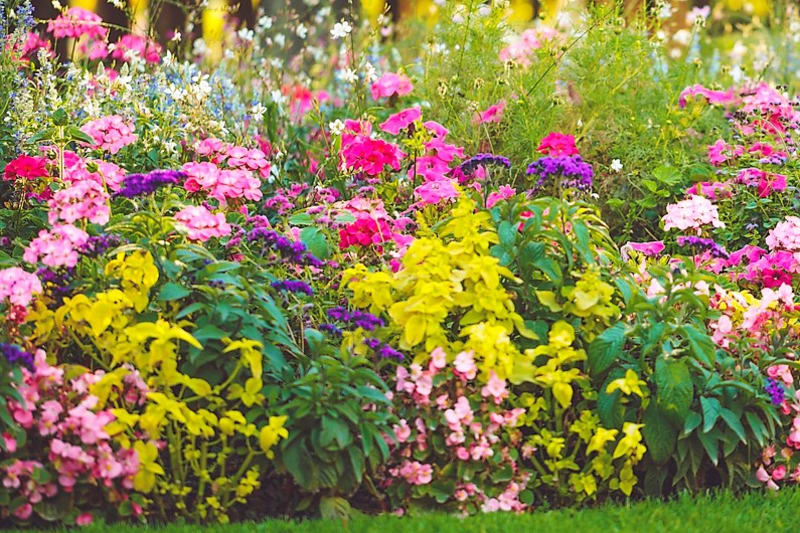 Z květin vsaďte na dlouhověké trvalky, které bývají velmi odolné, přizpůsobivé a dodají vaší zahradě kouzlo, i když na ně nebudete mít moc času.