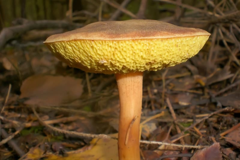 10 nejznámějších hub našich lesů aneb co Čech, to houbař 11