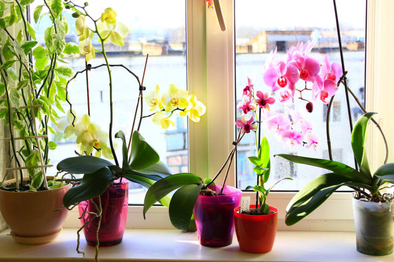 Péče o orchideje  - Obrázek 8