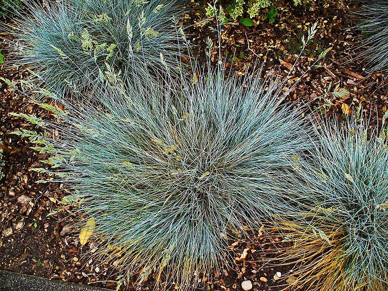 Okrasné traviny pro skalky - Obrázek 1-Kostřava sivá (Festuca cinerea)