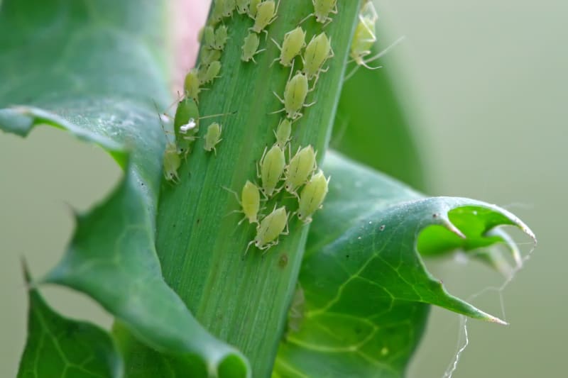 Mšice jsou malinkatý hmyz o velikosti několika milimetrů, který se na napadených rostlinách množí ohromnou rychlostí. Za jeden rok vytvoří až desítky generací! 