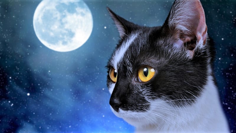 Podobně jako kočky jednoho plemene, tak i kočky narozené ve stejném měsíčním znamení mívají většinou podobné povahové rysy a temperament. 