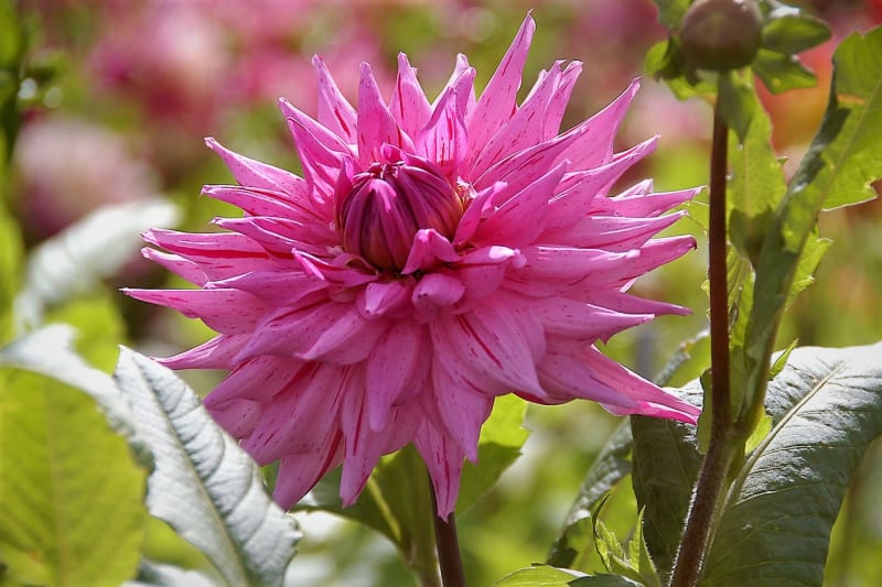 12 rad a tipů, jak zasadit a pěstovat jiřiny, tradiční květiny našich zahrad 27
