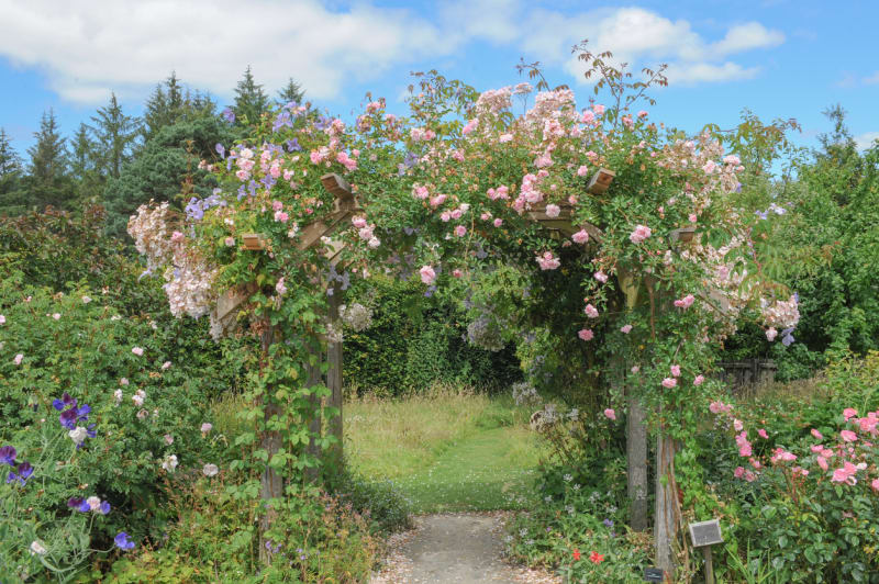 Nejkrásnější růžové zahrady 4