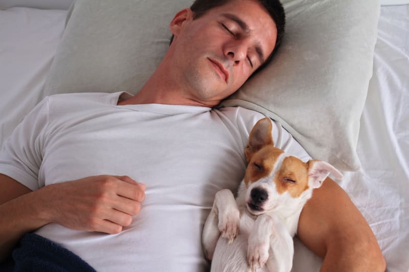 Jak psi spí v posteli: Psi, kteří volí pozici ve vašem objetí, vám chtějí být co nejblíže. 