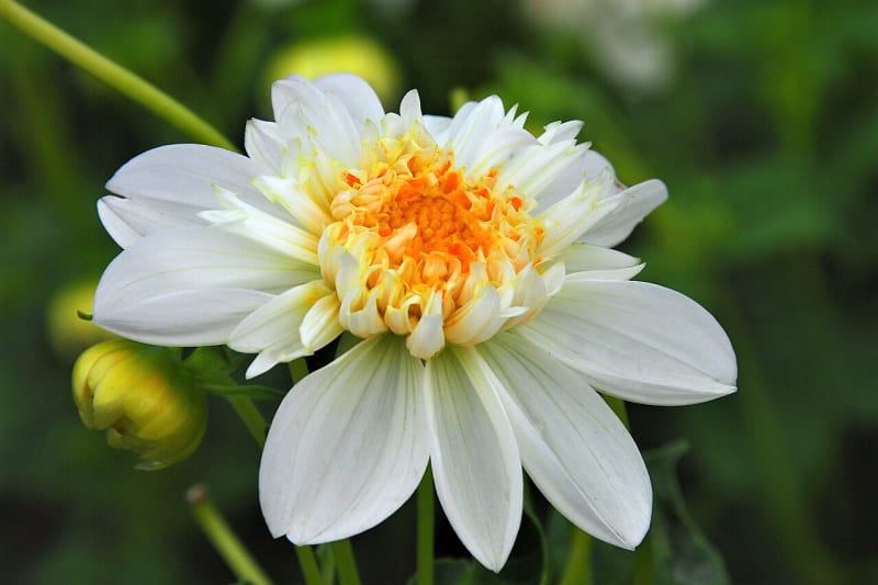 12 rad a tipů, jak zasadit a pěstovat jiřiny, tradiční květiny našich zahrad 7
