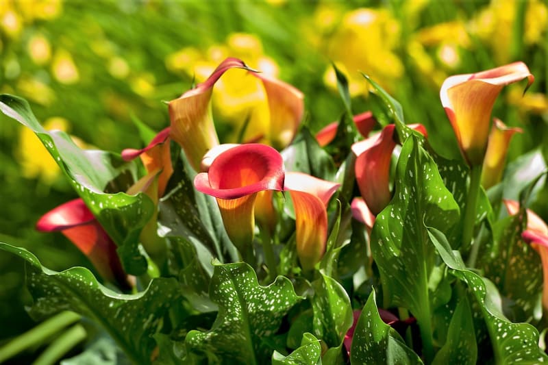 Šest nejkrásnějších letních cibulovin: Zahradní kaly kvetou od července do října, vysoké jsou od 30 do 90 cm. Barevné květy jsou skvělé do vázy, jelikož jsou elegantní a dlouho vydrží.