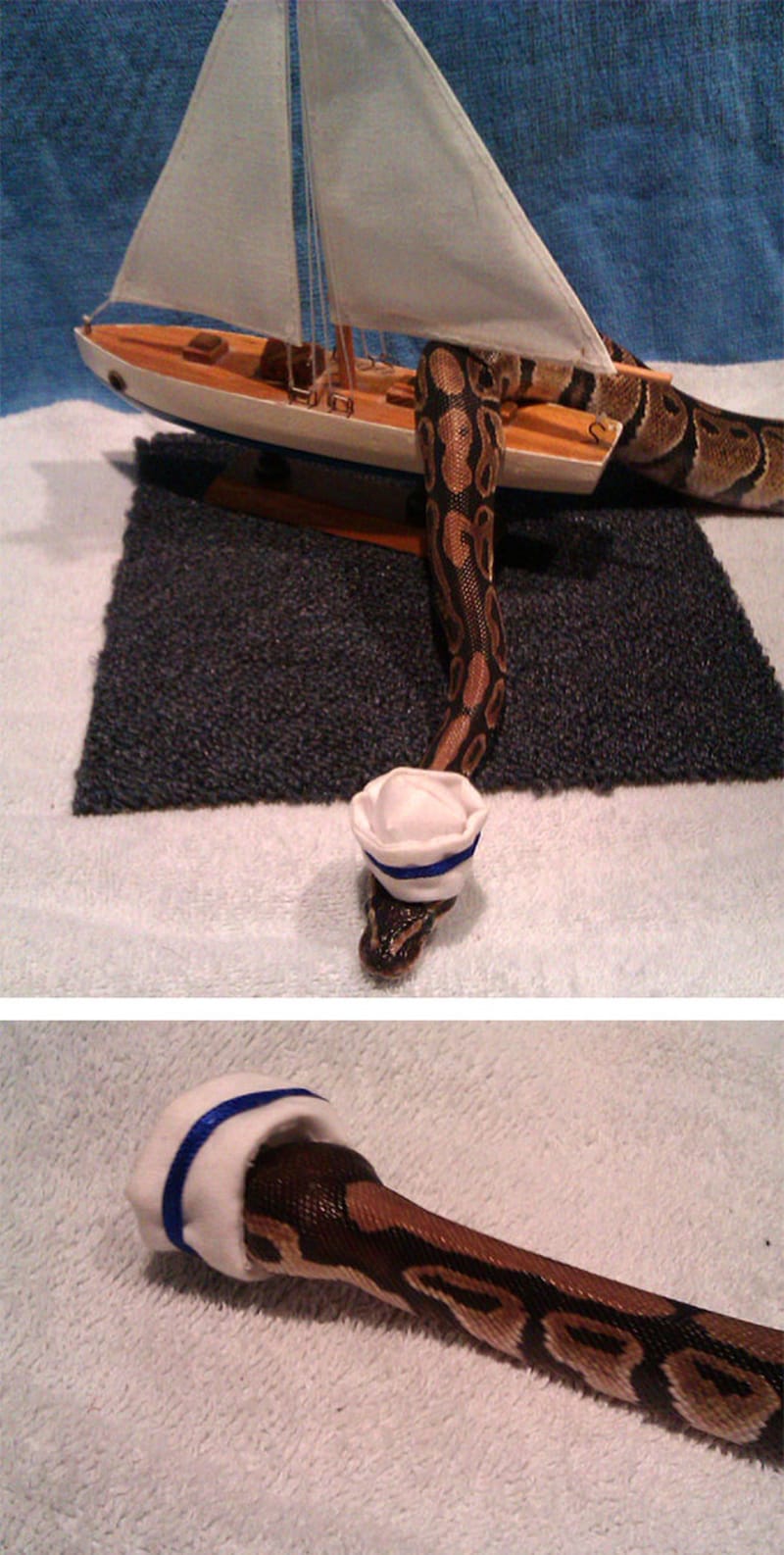 Hadi v kloboučku - Obrázek 17