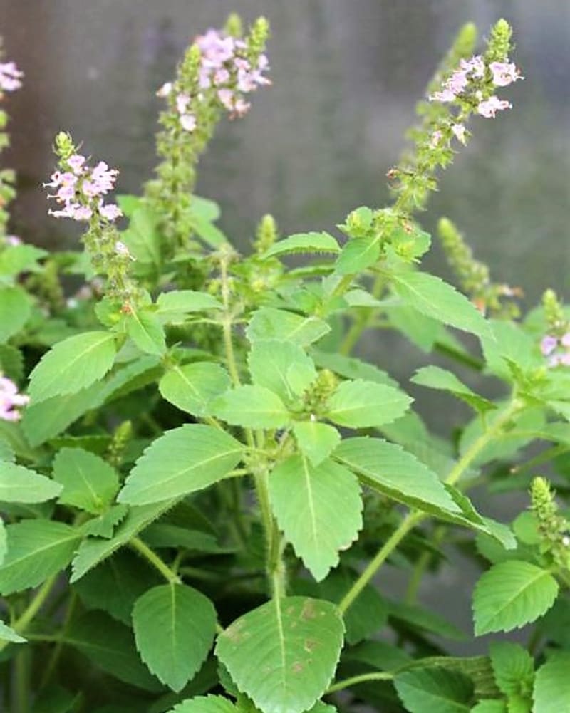 Bazalka indická je citlivá na mráz, proto se u nás pěstuje spíše jako letnička či hrnková bylina na okenním parapetu či balkoně.