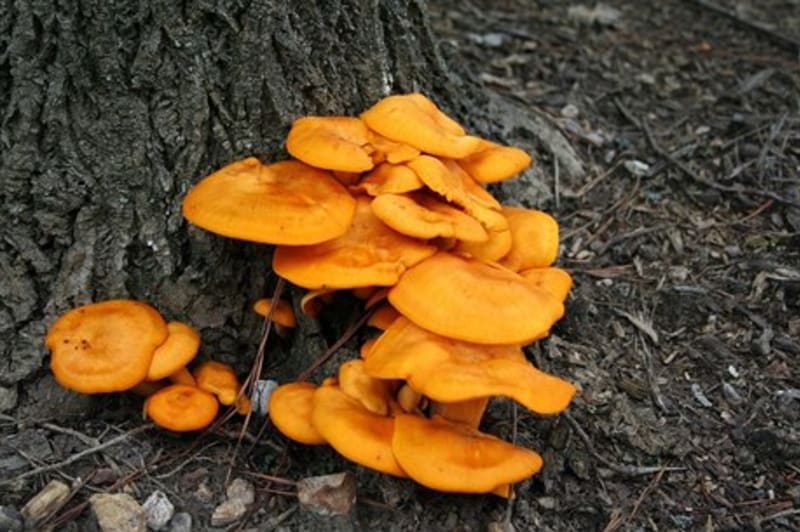Jedovaté houby - Obrázek 2 - Hlíva olivová (Omphalotus olearius)