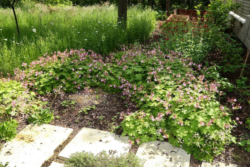Moderní zahrada ctí ducha První republiky - Obrázek 3 - kakost - Geranium macrorrhizum 'Ingwersen'