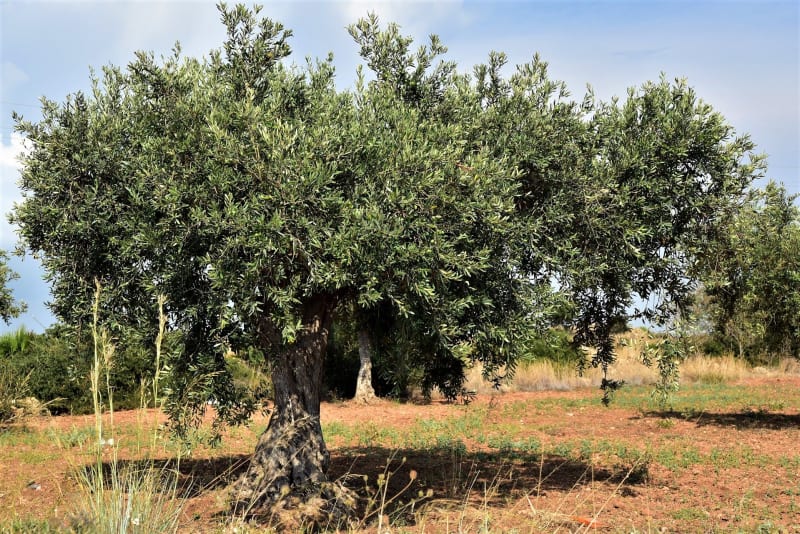 Starý keltský stromový horoskop: Olivovník je odedávna symbolem moudrosti, blahobytu, slávy a pevného zdraví. Člověk-olivovník je vyrovnaný a rozumný, jedná vždy uvážlivě s velkou dávkou trpělivosti a pochopení k ostatním. Je svědomitý a spolehlivý.