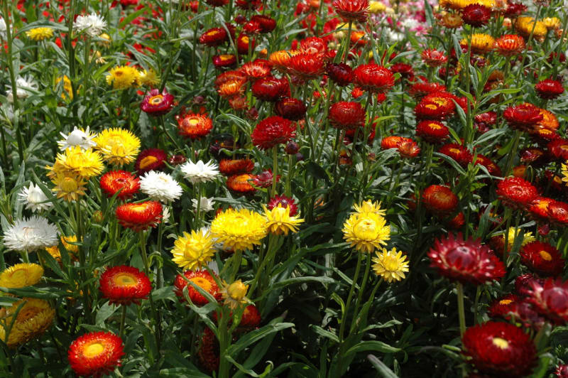 Květiny vhodné k sušení - Obrázek 6 - Slaměnka Helichrysum bracteatum BIKINI HOT