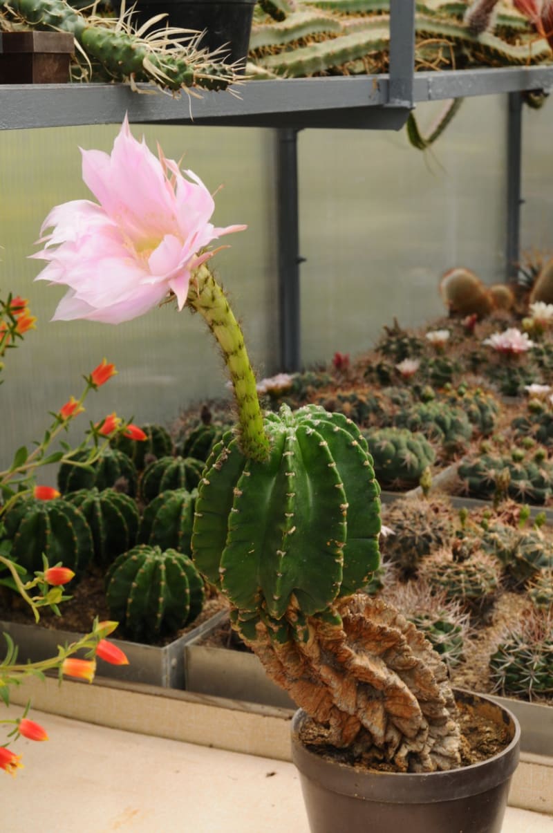 Nenáročné kaktusy  - Obrázek 1 - Echinopsis