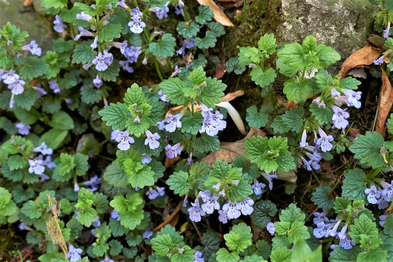 Popenec je docela nenápadná vytrvalá plazivá bylina s drobnými modrofialovými kvítky podobnými květům hluchavky a srdčitými lístky dosahuje výšky kolem 25 cm.