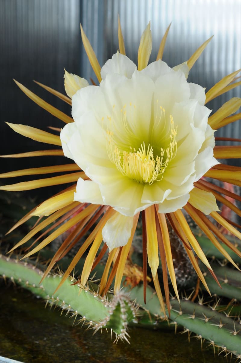 Nenáročné kaktusy  - Obrázek 11 - Selenicereus grandiflorus
