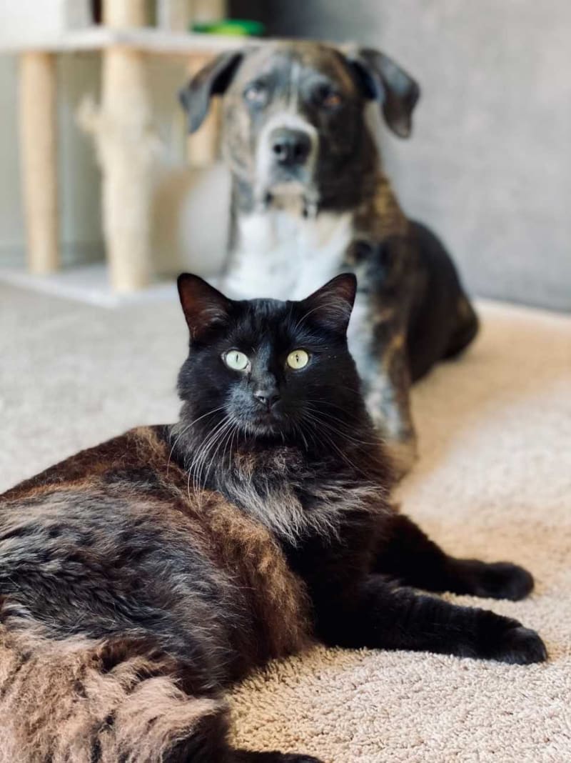 Pes a kočka v jedné domácnosti