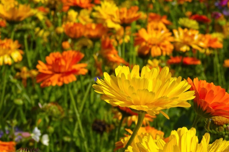 Měsíček lékařský (Calendula officinalis) není potřeba představovat, jeho   sluníčkově zářivé oranžové nebo jasně žluté květy zdobí celé léto zahrady, balkony a okenní parapety a jsou skvělé i jako řezané květy do vázy.